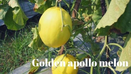 golden apollo melon varieties