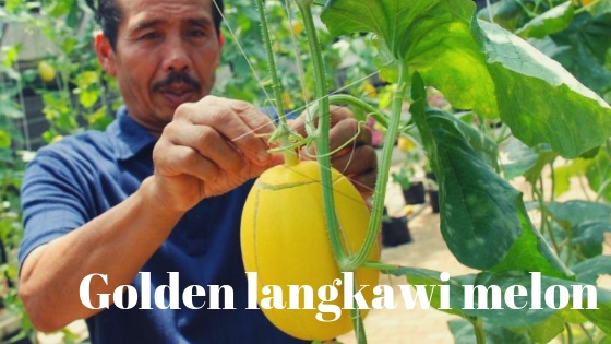 Golden langkawi melon varieties