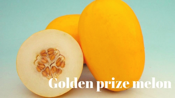 Golden prize melon varieties