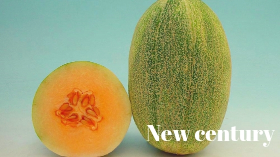 New century melon varieties