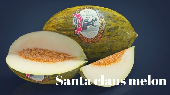 Santa claus melon varieties