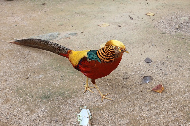 red golden pheasants birds with long tails