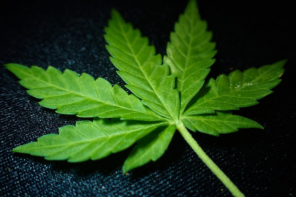 indica weed