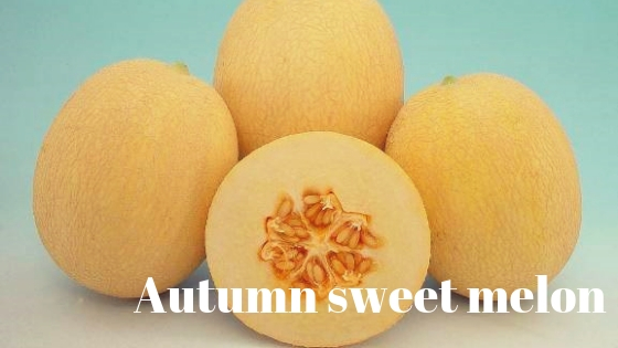 Autumn sweet melon varieties