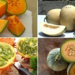 Different Types of Melon Varieties