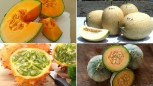Different Types of Melon Varieties