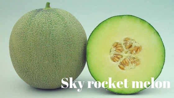 Sky rocket melon varieties