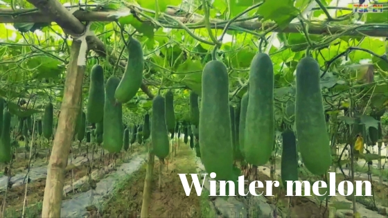 Different Types of Melon Varieties