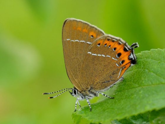 50+ Various Types of Butterflies from A-Z - Natgeos