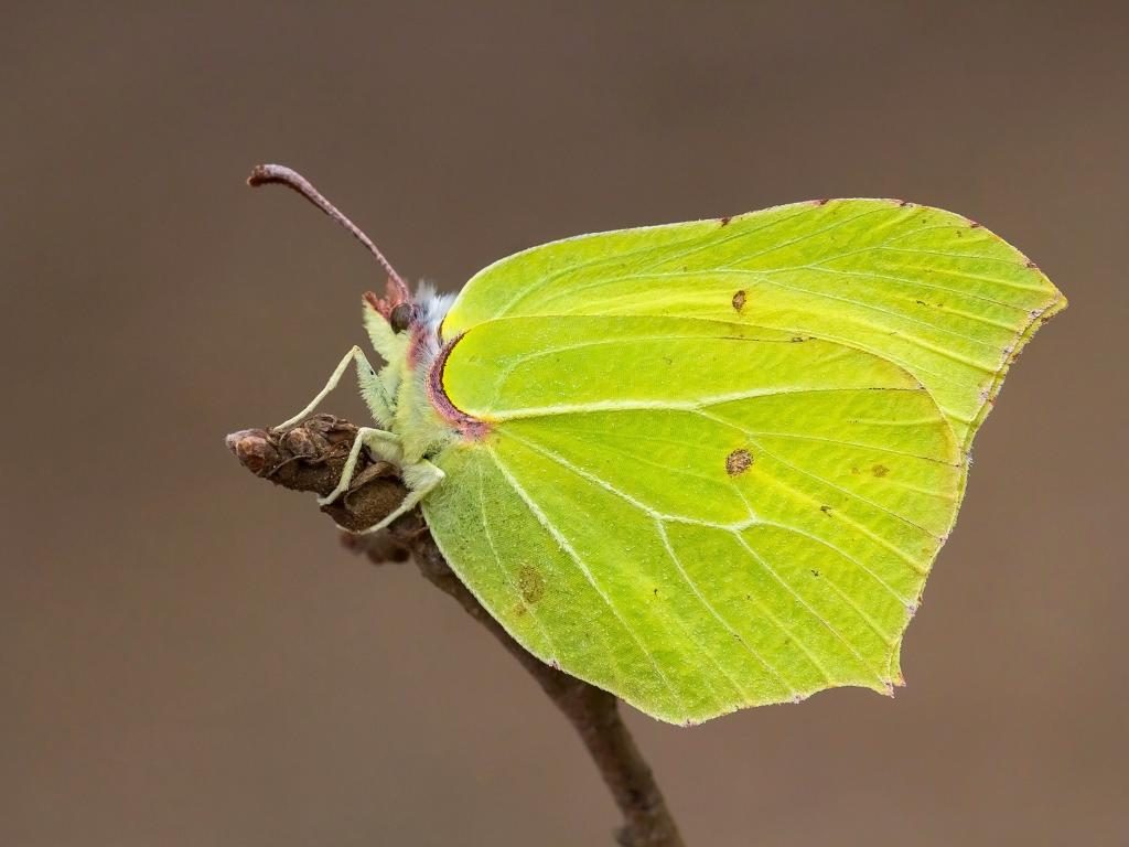 50-various-types-of-butterflies-from-a-z-natgeos