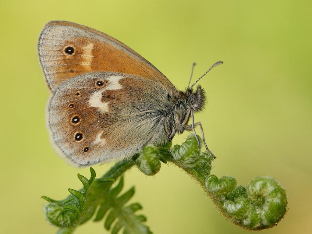 50-various-types-of-butterflies-from-a-z-natgeos