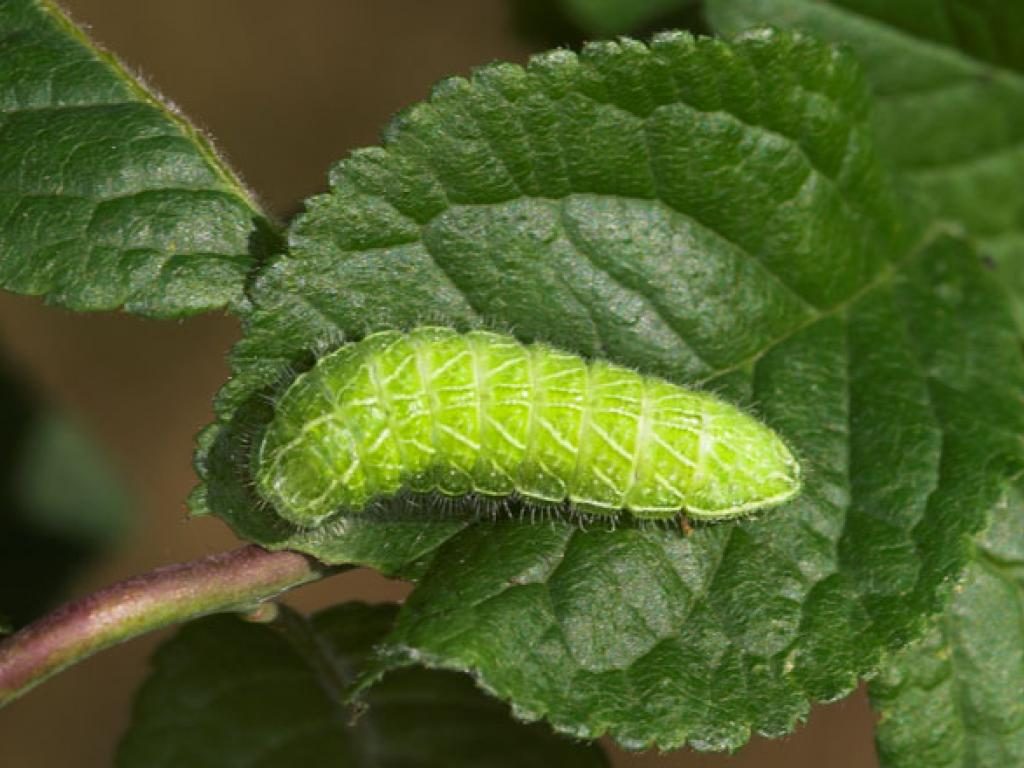 brown hairstreak caterpillar