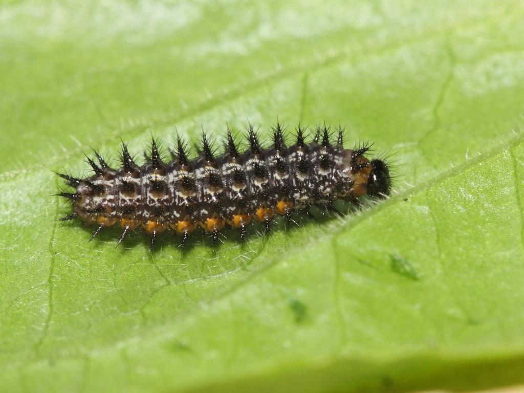 dark green fritillary young caterpillar