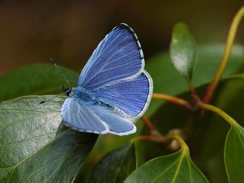 Бело голубые бабочки. Голубянка Киана. Голубянка Аргиад гусеница. Синяя бабочка. Красивая голубая бабочка.