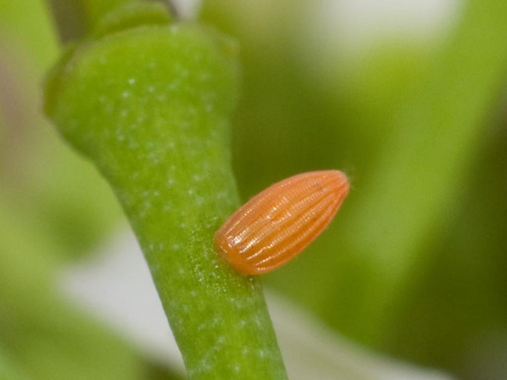 orange tip mature egg