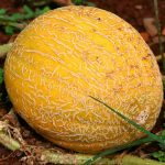 Growing Cantaloupe and Honeydew Melons