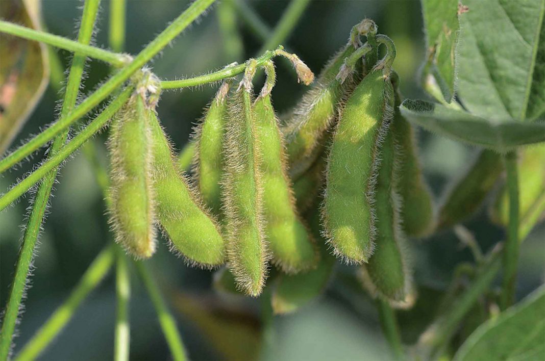 Growing Edamame; Soil, Planting and Care - Natgeos