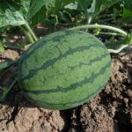 How to grow watermelon