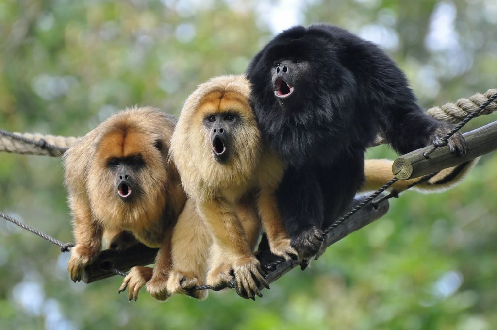 Black Howler Monkey