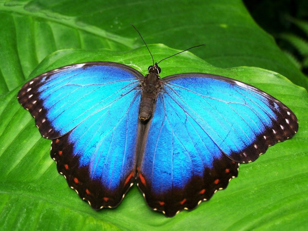 Blue Morpho Butterfly