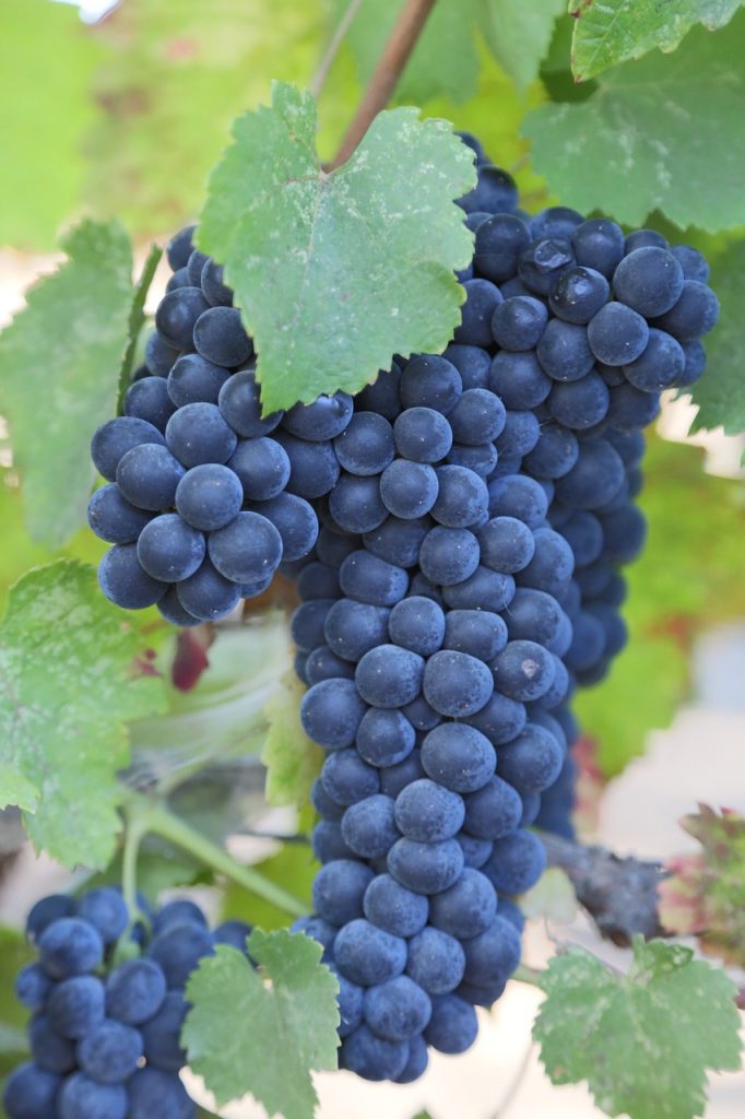 Cabernet Franc Grapes Varieties