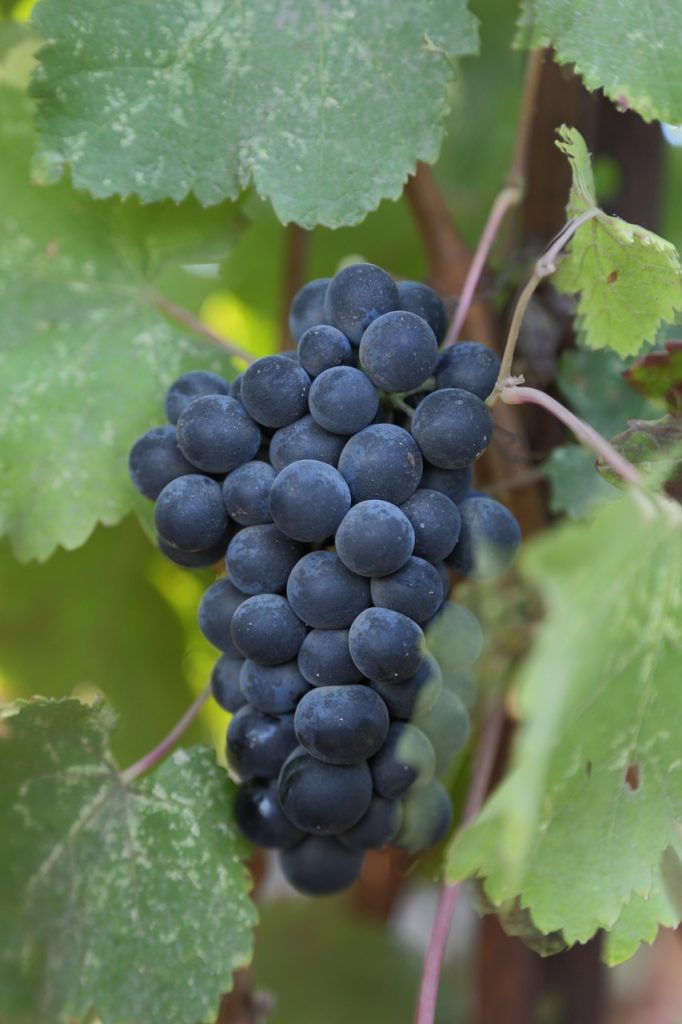 Cabernet Sauvignon Grapes Varieties