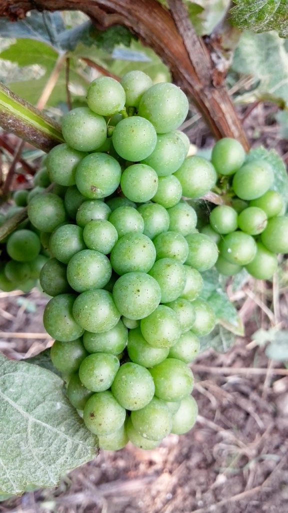 Chardonnay Grapes