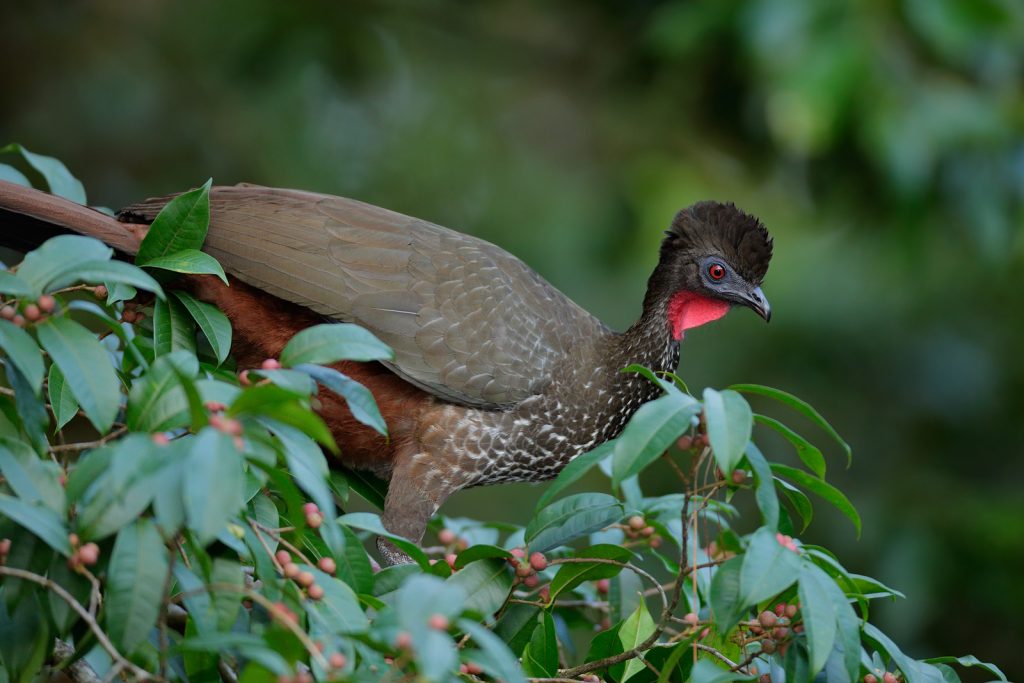 Crested Guan