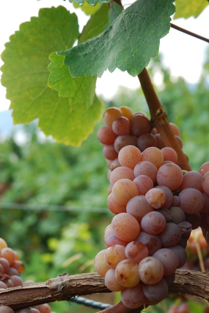 Gewurztraminer Grape