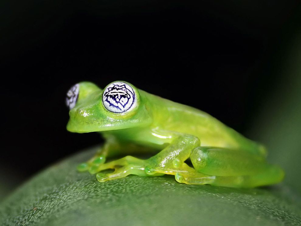 Glass Frog