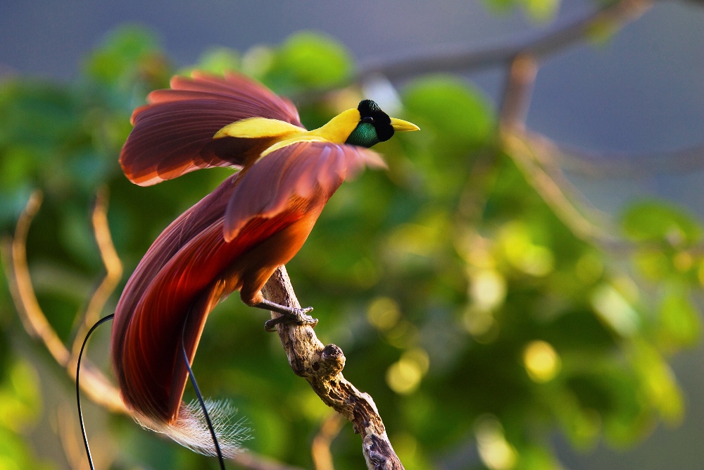 Greater bird of paradise