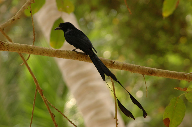 Greater racket tailed drogo