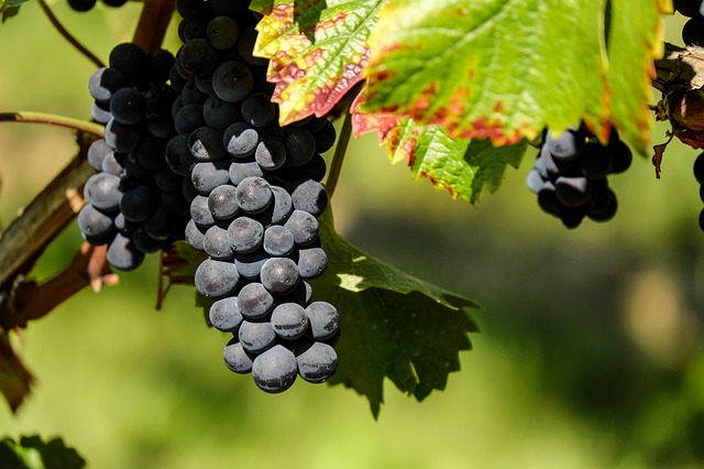  Grenache Grape