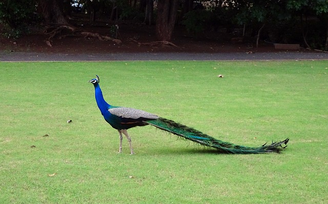 Indian peafowl birds