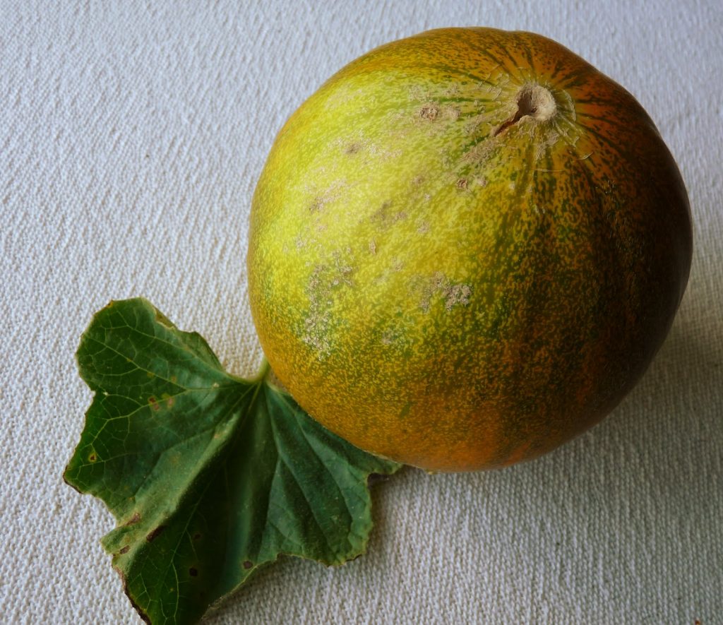 Kolkhoznitsa melon varieties