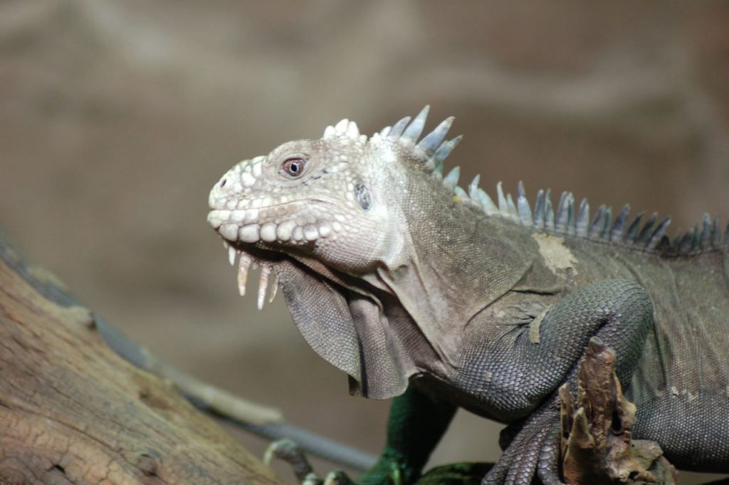 Lesser Antillean Iguana