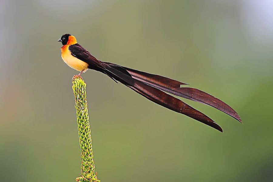 Long tailed paradise whydah