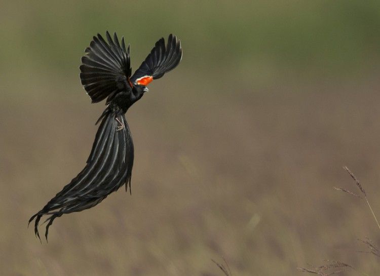 Long tailed widowbird