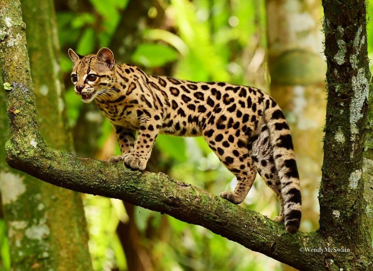 30+ Amazing Rainforest Animals; Most Of Them Is Endangered