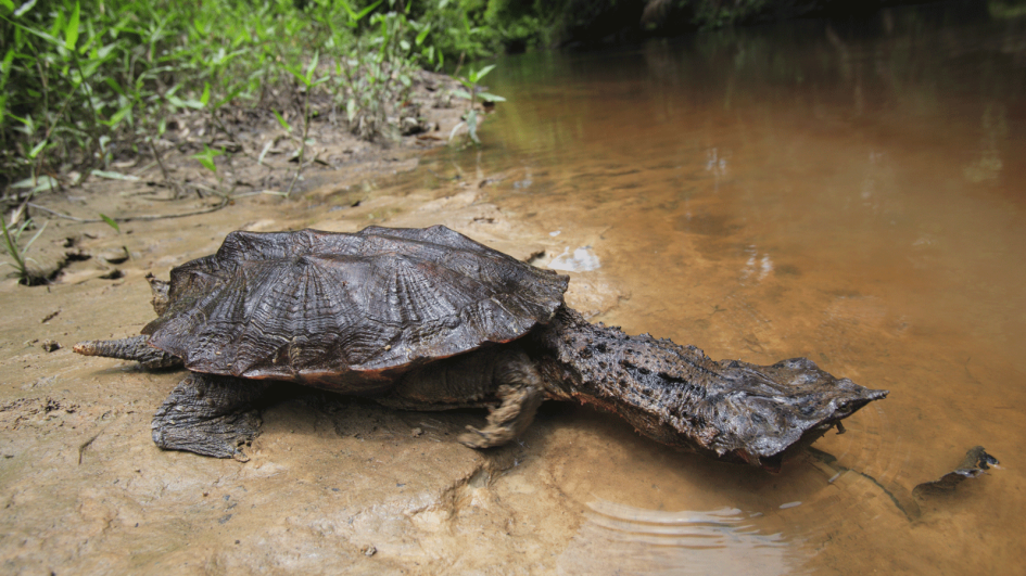 Mata-mata turtles