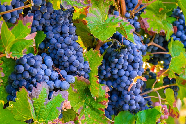 Merlot  grapes