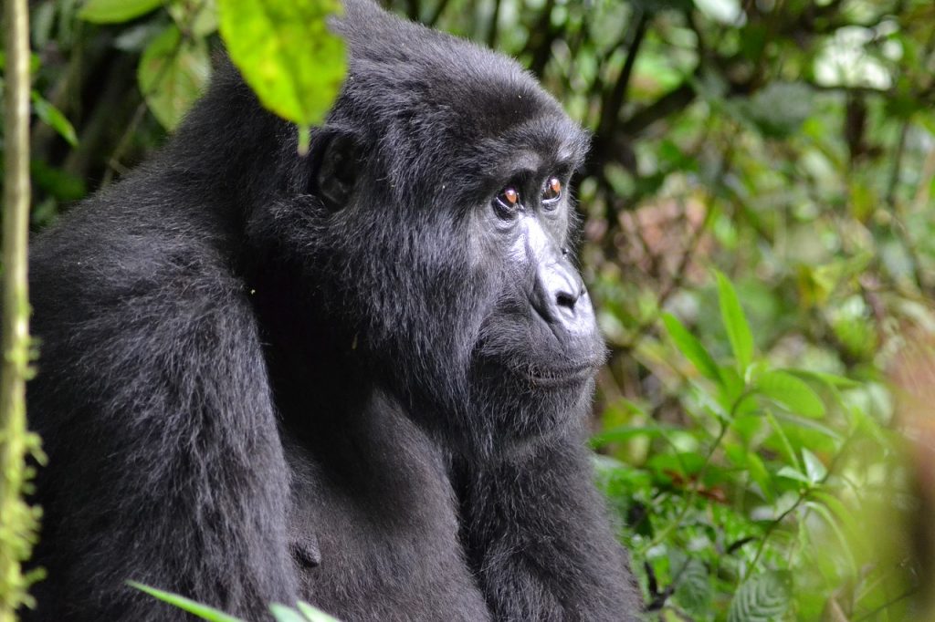 Mountain Gorillas rainforest animals