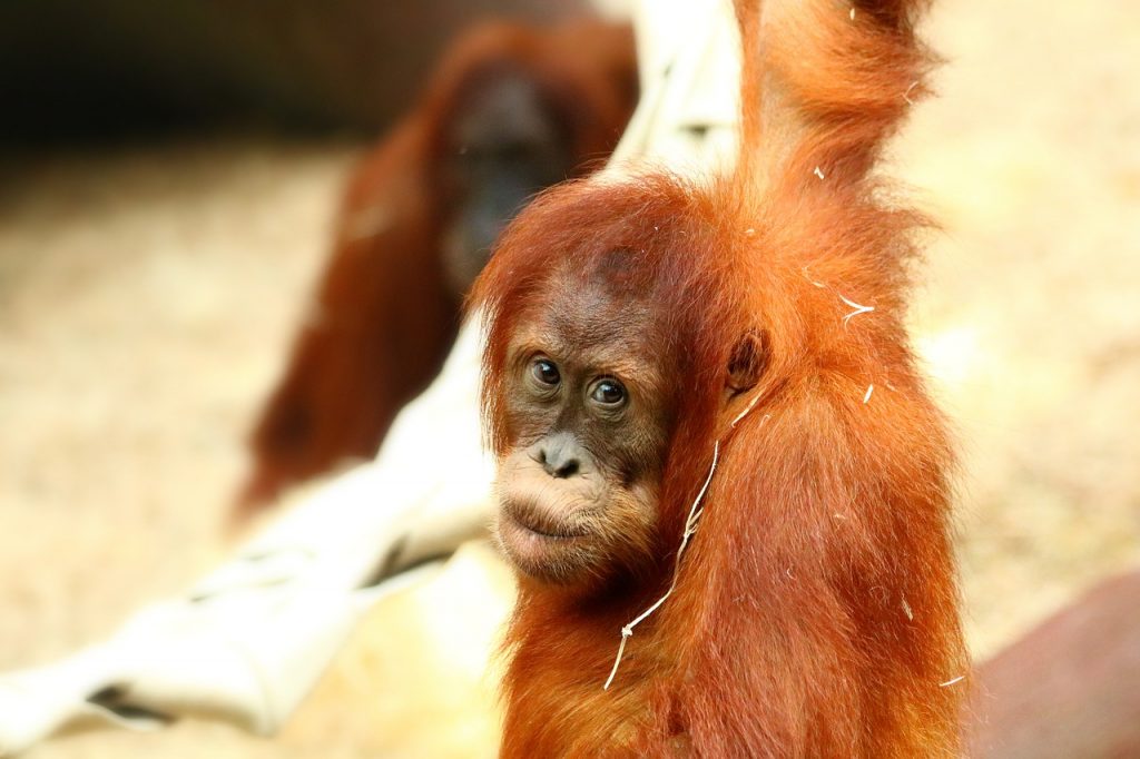 Orangutan