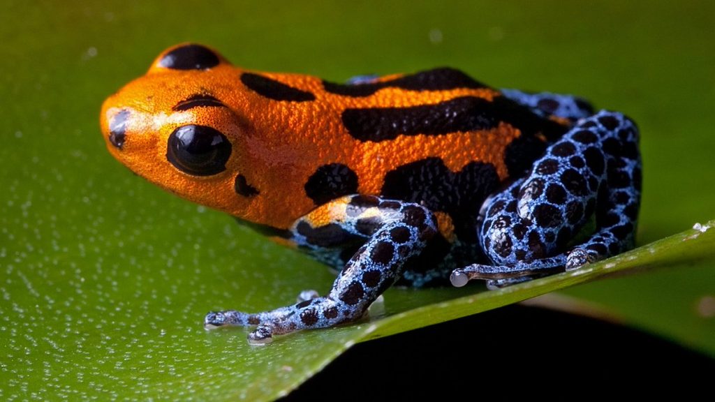 Poison Dart Frog