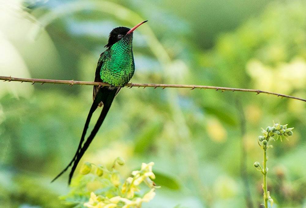 Red billed streamertail