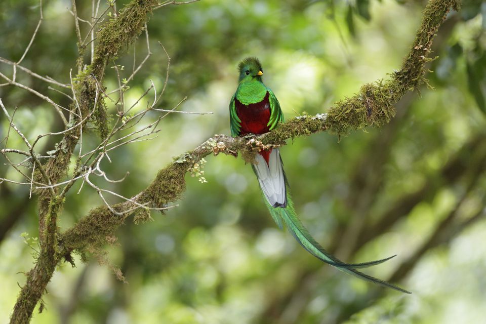 Resplendent quetzal birds