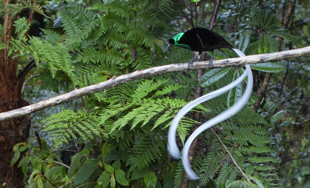 Ribbon tailed Astrapia Bird of Paradise Papua New Guinea