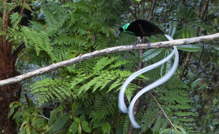 Most Beautiful Birds With Long Tails With Photos And Videos most-beautiful-birds-with-long-tails-with-photos-and-videos