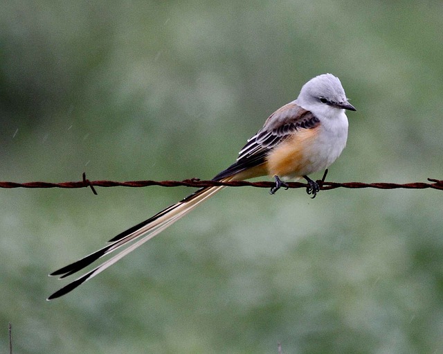 Scissor tailed flycatcher birds