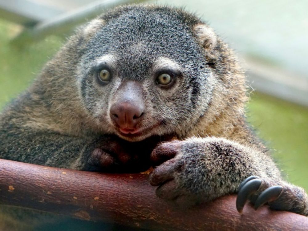 Sulawesi Bear Cuscus